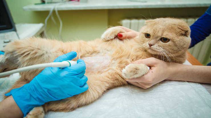 tumore mammella gatto