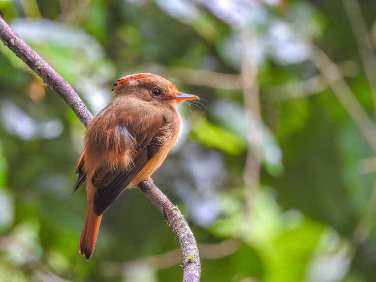 pigliamosche reale amazzonia