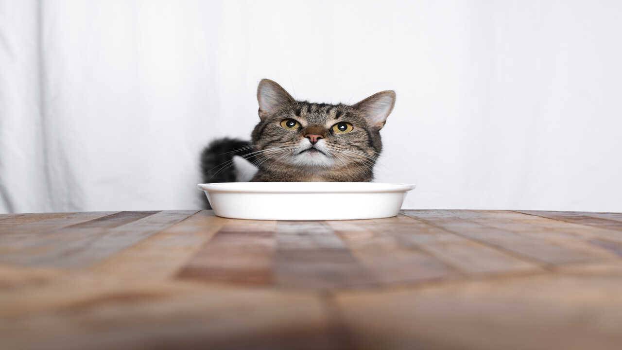 gatto può mangiare semi lino