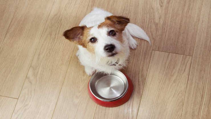 cane può mangiare semi di lino