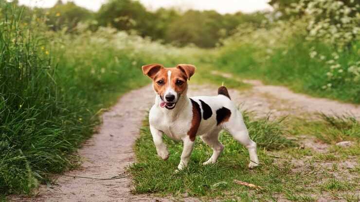 razze cani compatibili jack russell