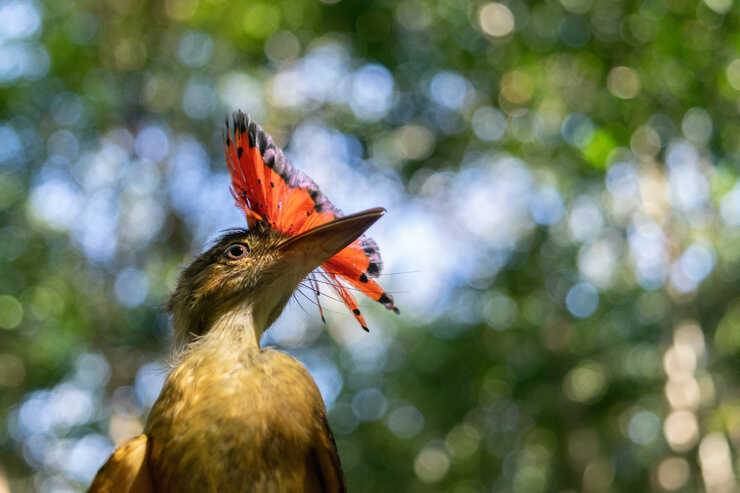 Onychorhynchus coronatus 