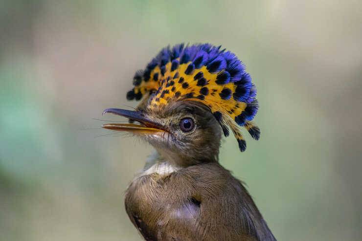 Onychorhynchus coronatus 