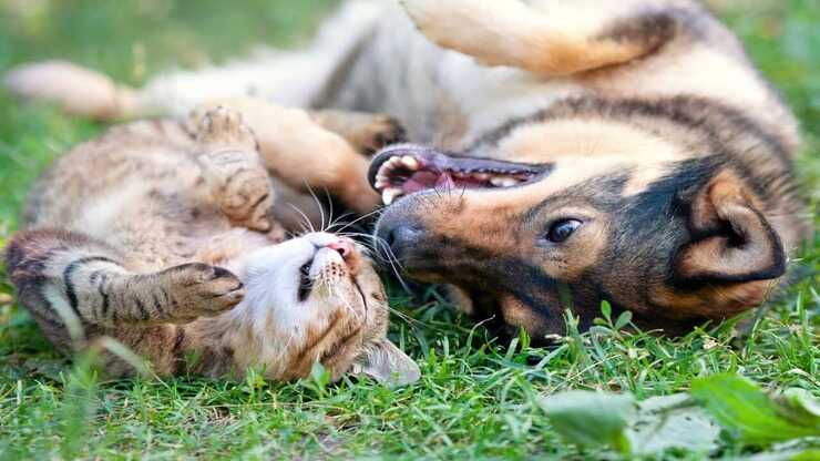 più pulito cane gatto