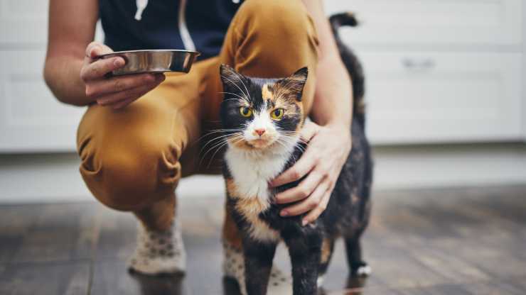 alimentazione per gatti diabetici