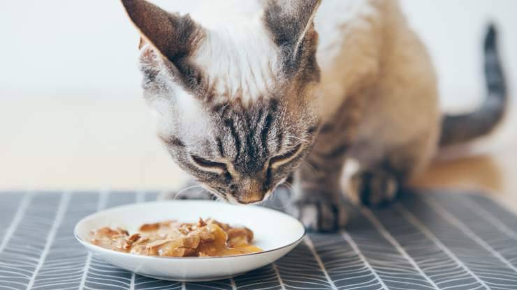 alimentazione per i gatti sterilizzati