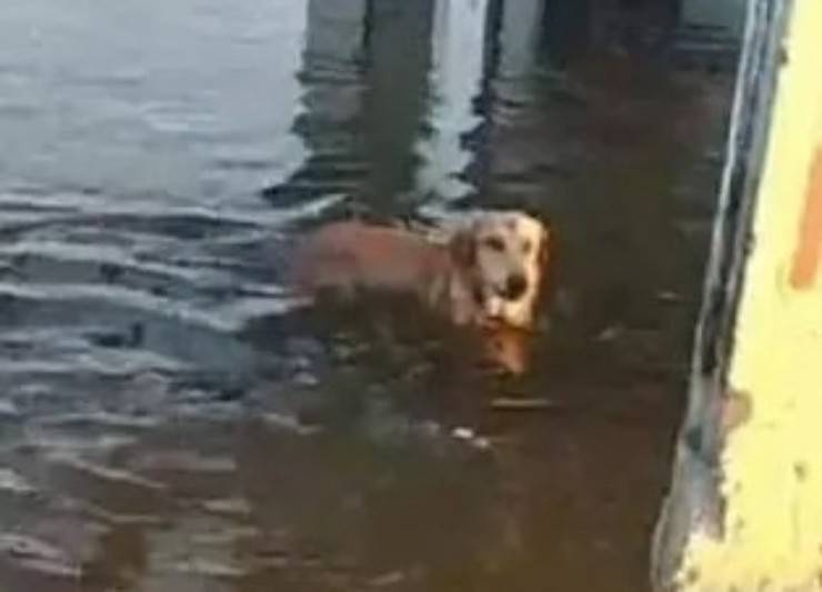 cane abbandonato tutti i giorni casa