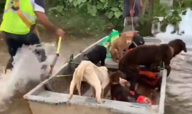 cane torna giorni casa abbandonato