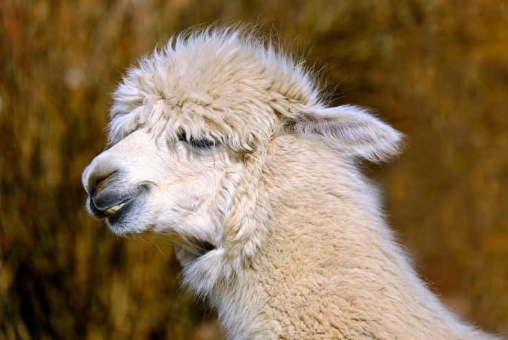 Alpaca in primo piano (Foto Pixabay)