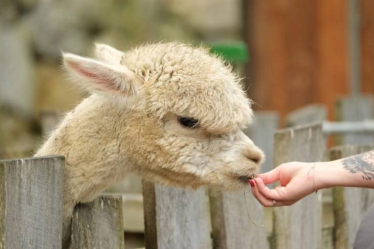 Cibo all'alpaca dello zoo (Foto Pixabay)