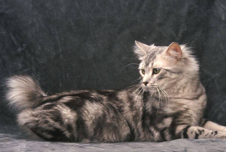 gatto american bobtail