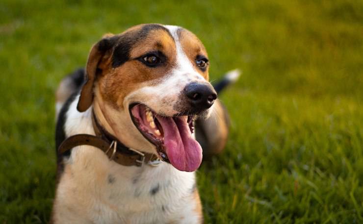 American English Coonhound