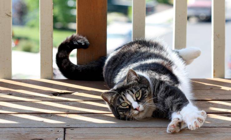 American shorthair