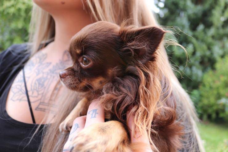 Il cane si strappa il pelo