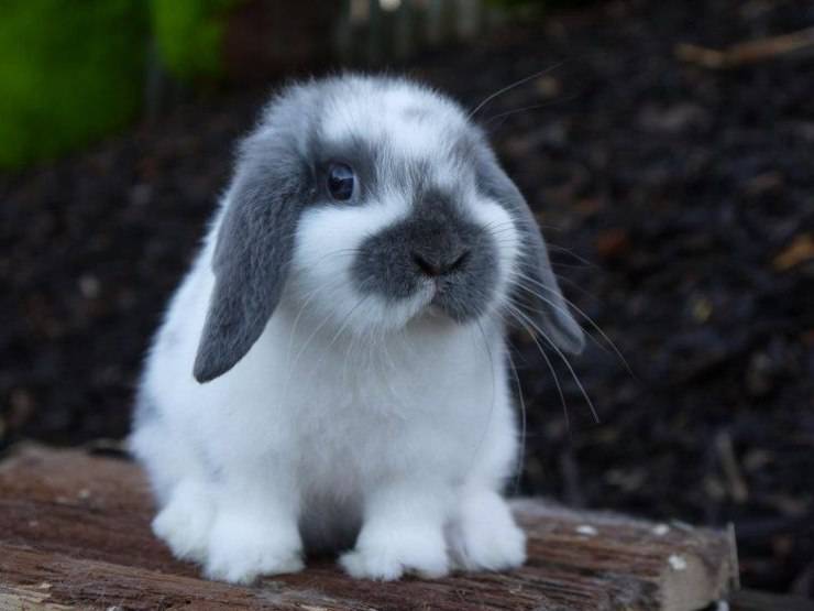 coniglio nano Mini Lop