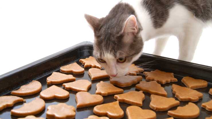 biscotti alla zucca per gatti