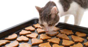 biscotti alla zucca per gatti