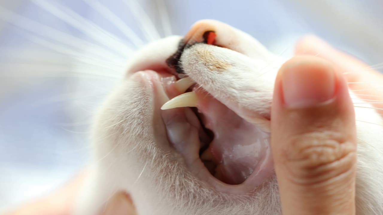 Tumore alla bocca nel gatto (Foto Adobe Stock)