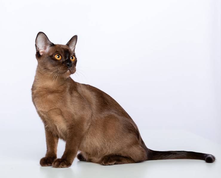 gatto burmese