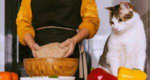cucinare con gatto ricette biscotti