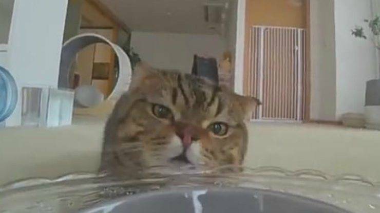 Il gatto curioso (Foto video)