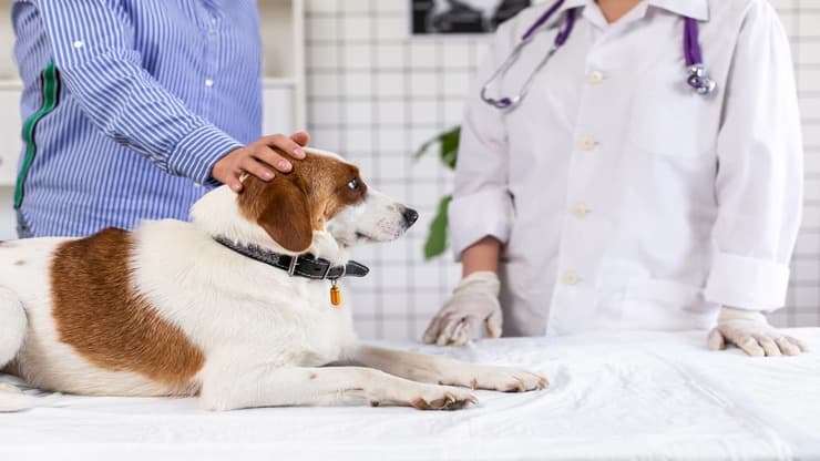Tumore al colon nel cane: diagnosi, sintomi e rimedi (Foto Adobe Stock)