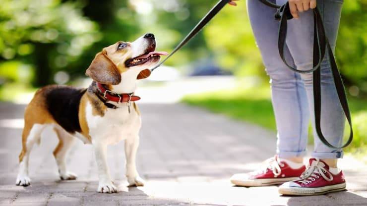 Affidare il cane può integrare reato di abbandono di animali
