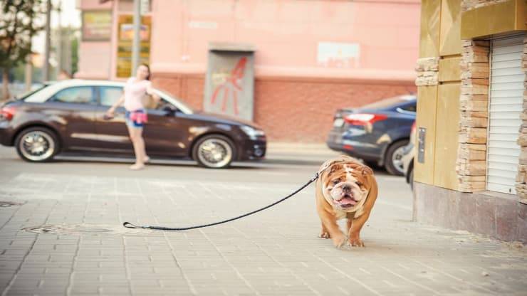 Dog sitter smarrisce cane (Foto Adobe Stock)