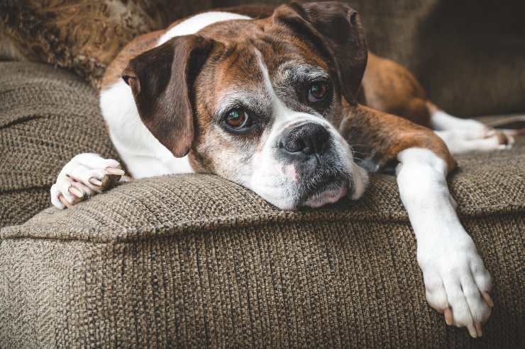 adottare un cane anziano