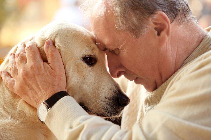 vantaggi di adottare un cane anziano