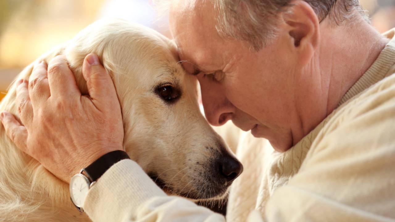 I vantaggi di adottare un cane anziano: tanto amore e non solo