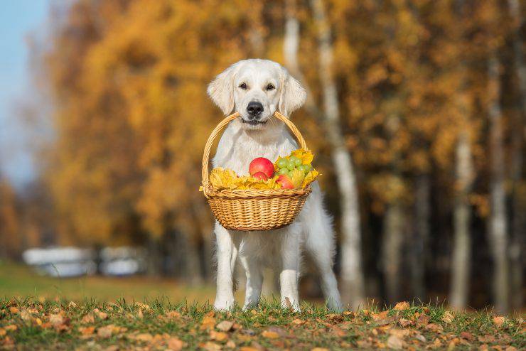 cane mangia frutta