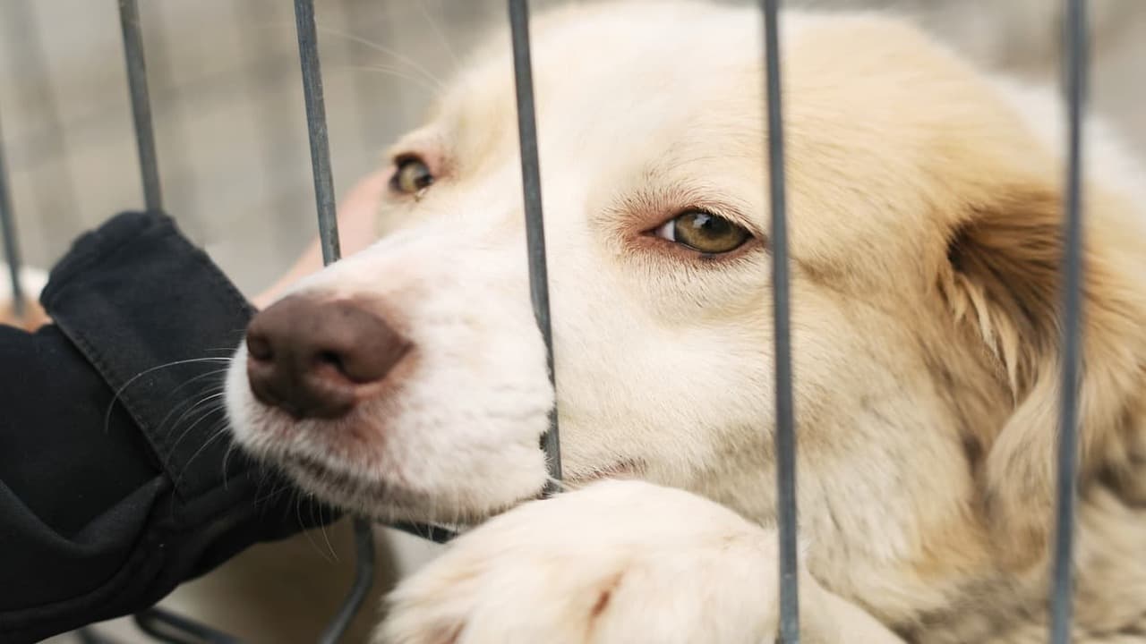Rubare un cane per salvarlo dal maltrattamento è reato? (Foto Adobe Stock)