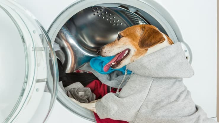 Cattura peli in lavatrice (Foto Adobe Stock)