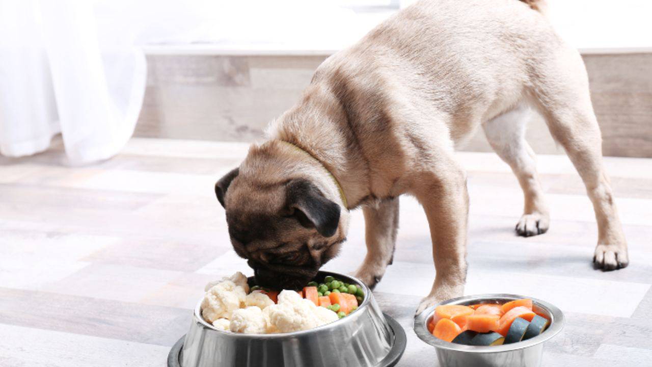 Il cane può mangiare i piselli?