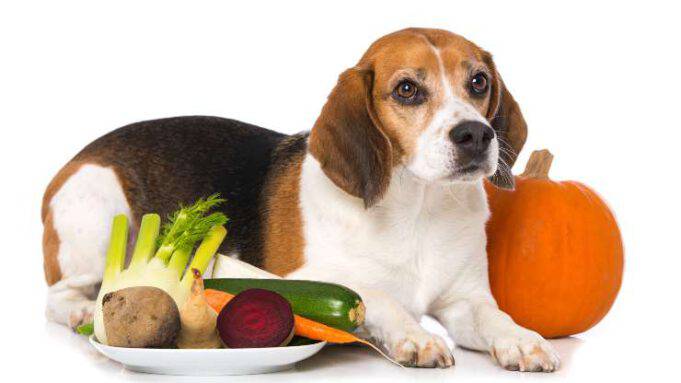 I Cani Possono Mangiare I Finocchi