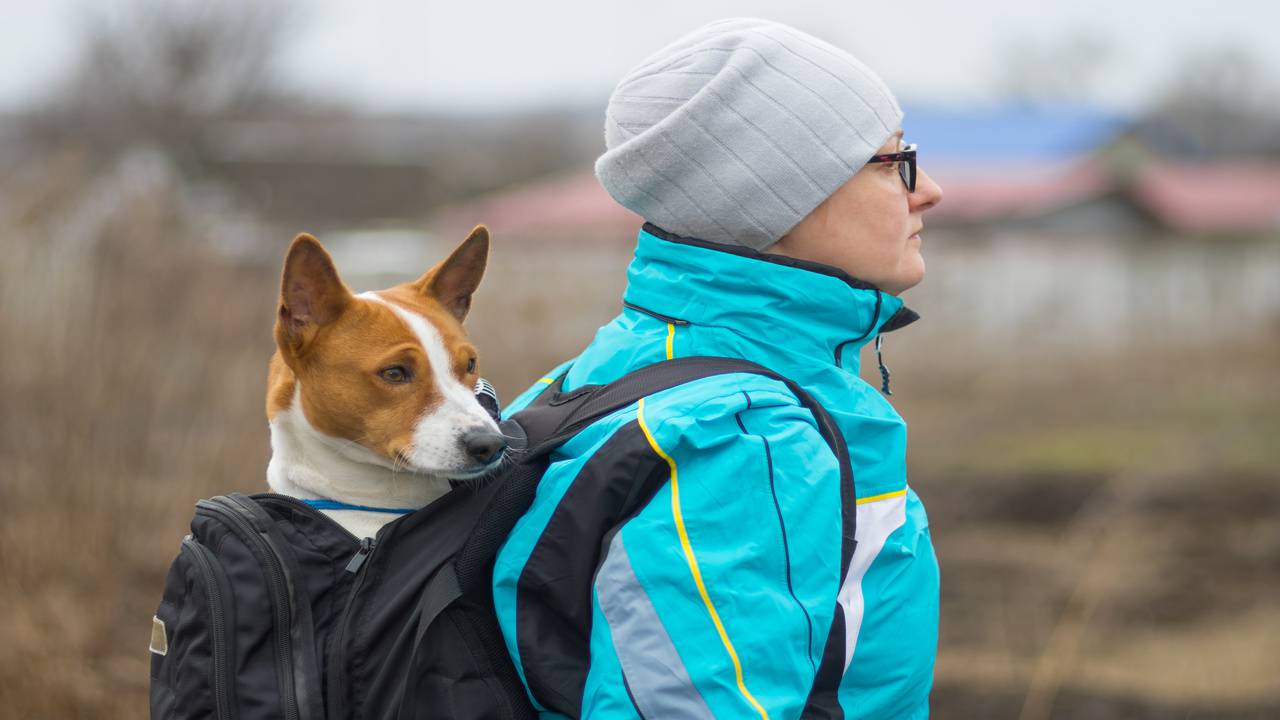 Zainetto porta cane (Foto Adobe Stock)