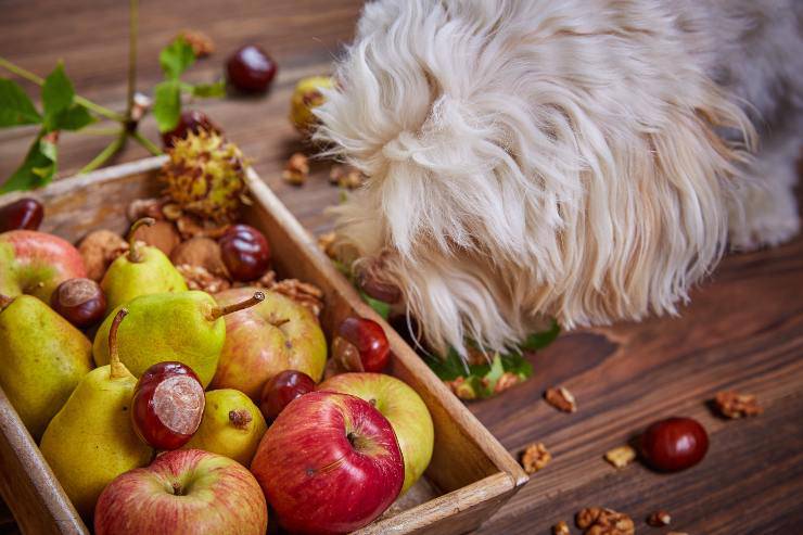 la frutta che può mangiare il cane