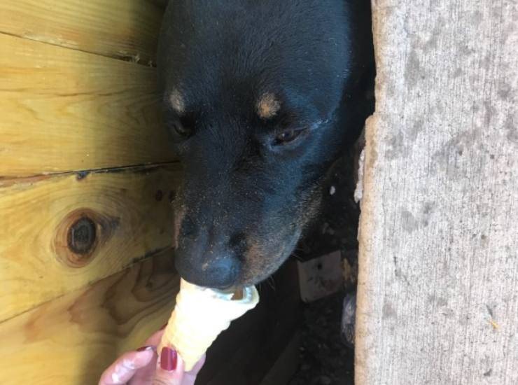 Rottweiler cane salvato con gelato
