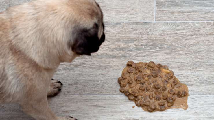 cane vomita cibo intero