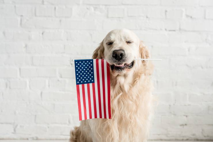 cane con bandiera