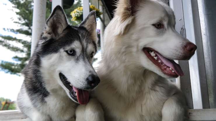 cani compatibili con siberian husky