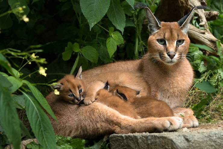 caracal