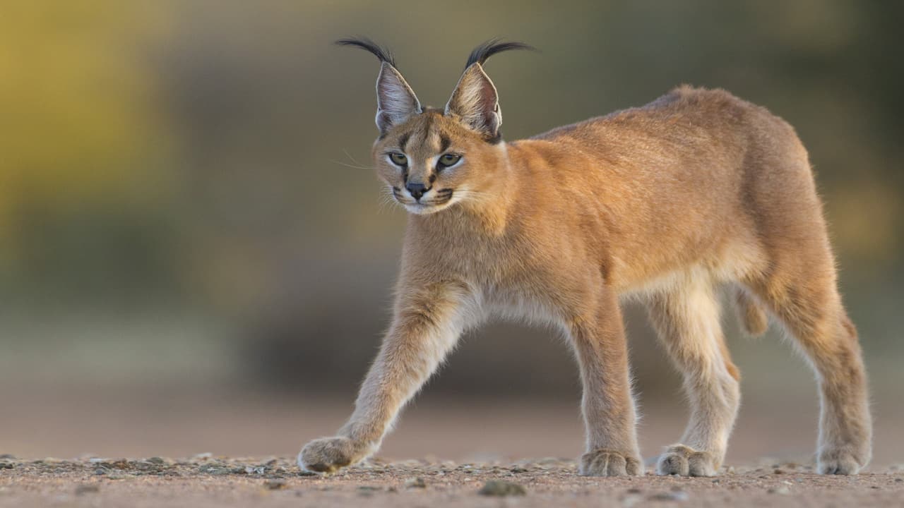 Le sanzioni per chi detiene animali vietati (Foto Adobe Stock)