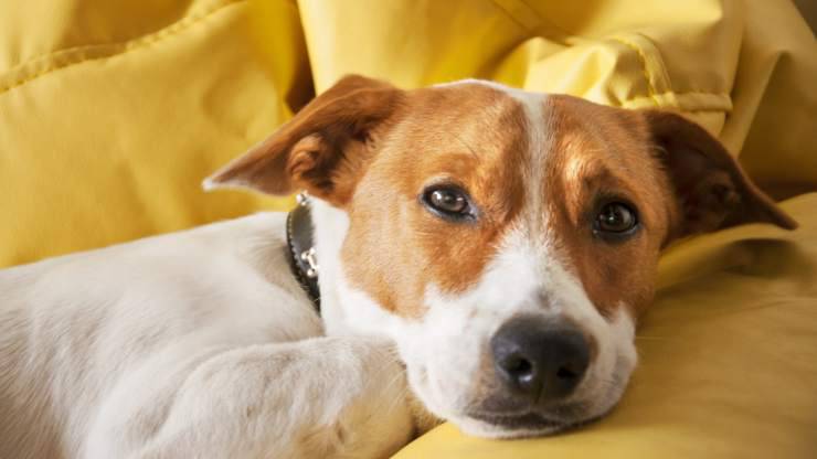 carenza di magnesio nel cane