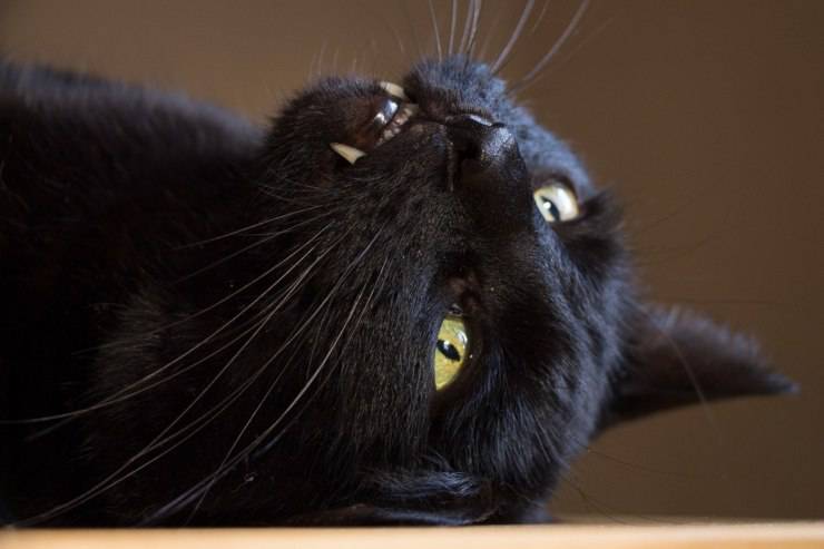 Gatto nero porta sfortuna