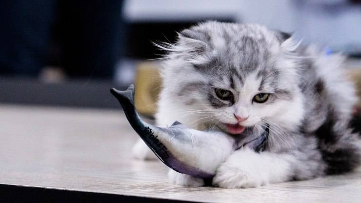 gatto mangiare tonno pesce