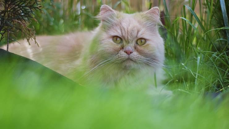 differenze gatto persiano e angora turco