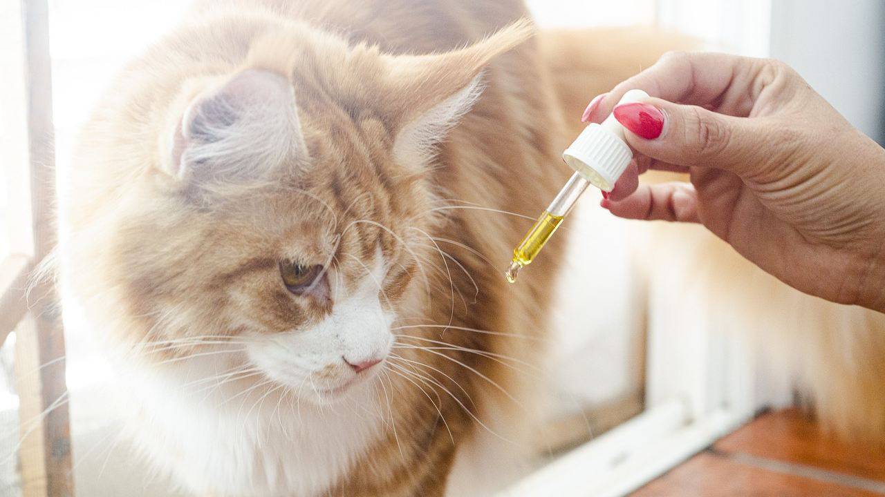 Omega 3 per il nostro gatto: rischi e benefici per la salute del micio