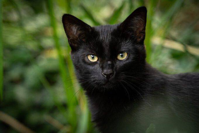 Quanto Dura La Sfortuna Del Gatto Nero